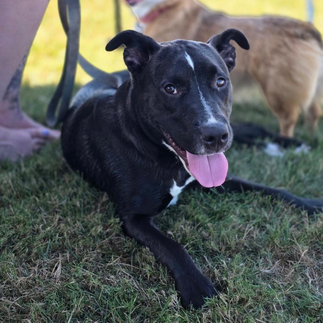 Enlarge Penny, a Adoptable mixed breed in Bellingham, WA image 3/4