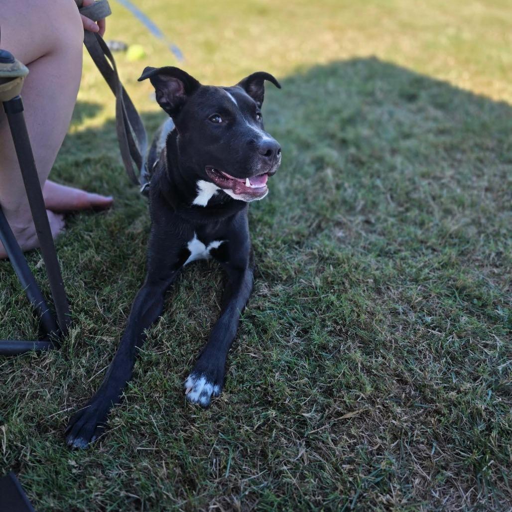 Enlarge Penny, a Adoptable mixed breed in Bellingham, WA image 4/4