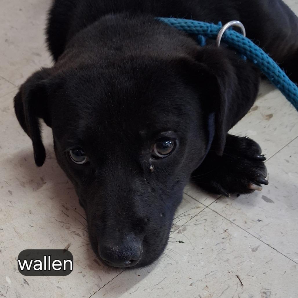 Wallen, Adoptable, Adult Male Mixed Breed.