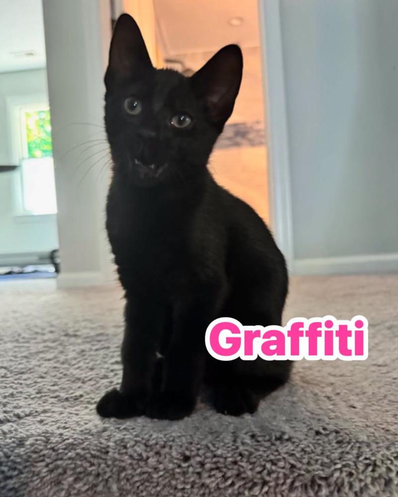 Enlarge Graffiti, a Adoptable Domestic Short Hair in Carrollton, VA image 1/1