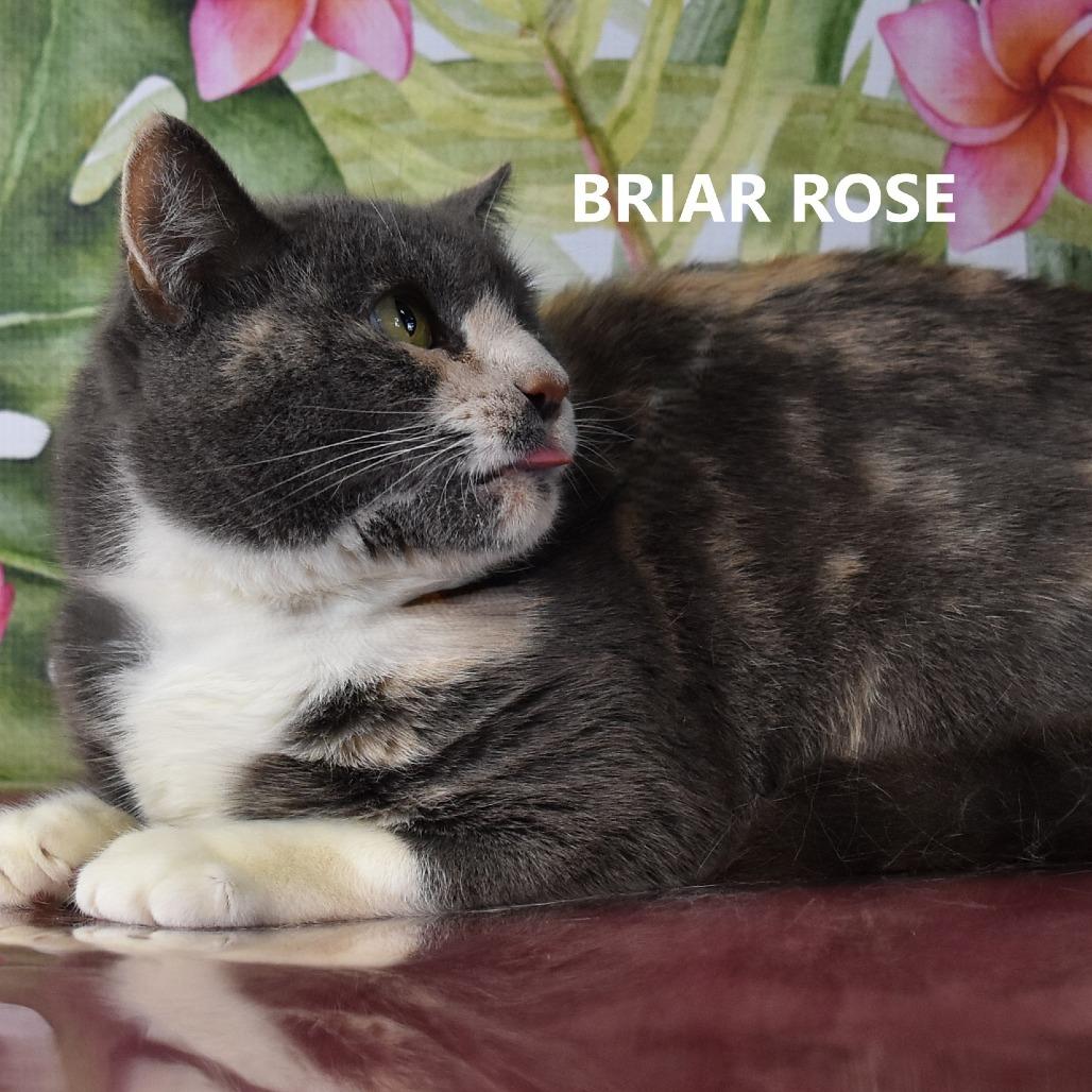 Briar Rose, Adoptable, Adult Female Domestic Short Hair.