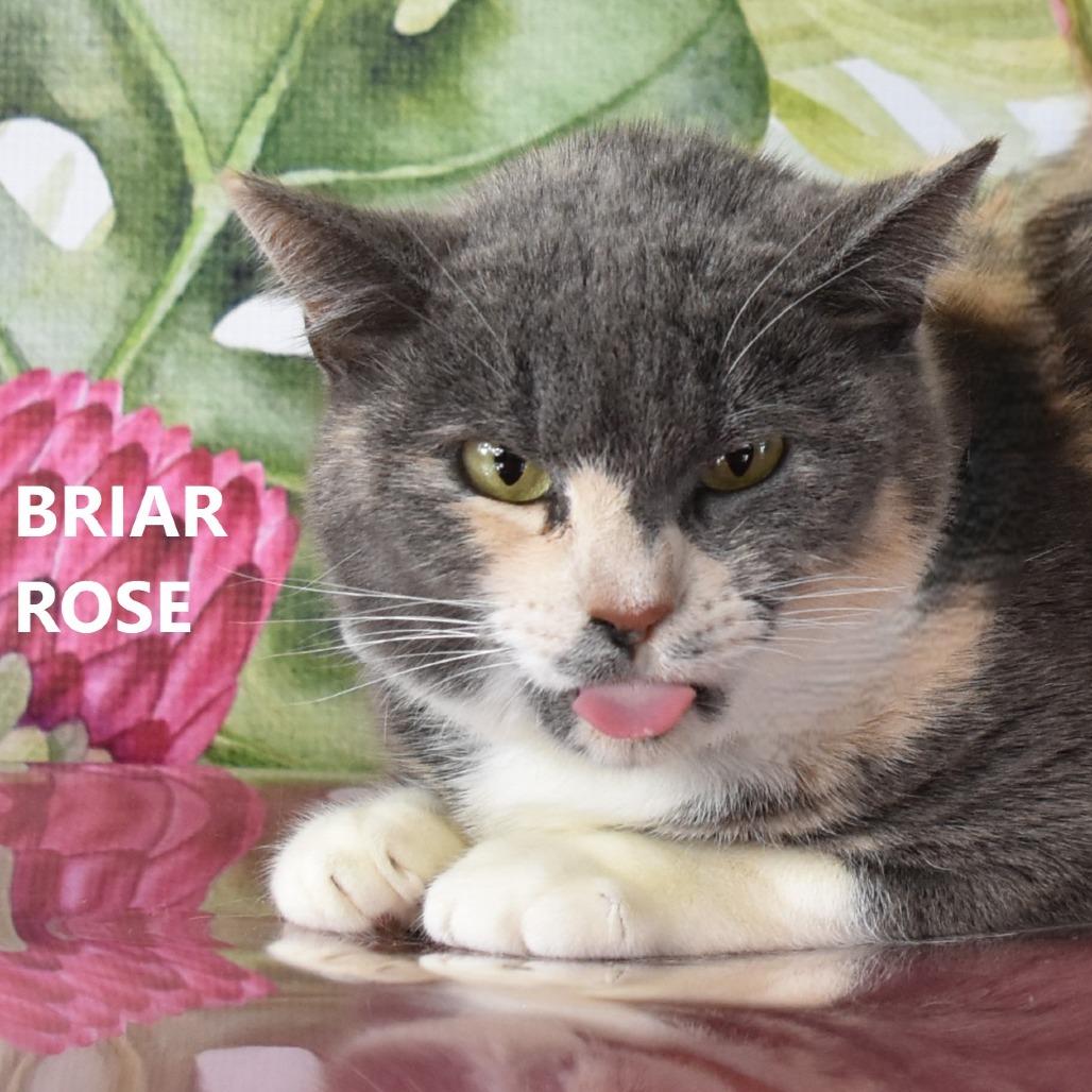 Enlarge Briar Rose, a Adoptable Domestic Short Hair in Yuma, AZ image 2/6