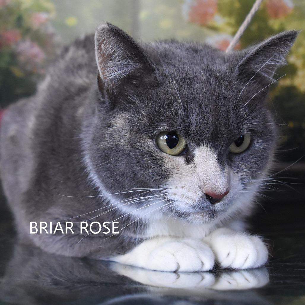 Enlarge Briar Rose, a Adoptable Domestic Short Hair in Yuma, AZ image 2/6