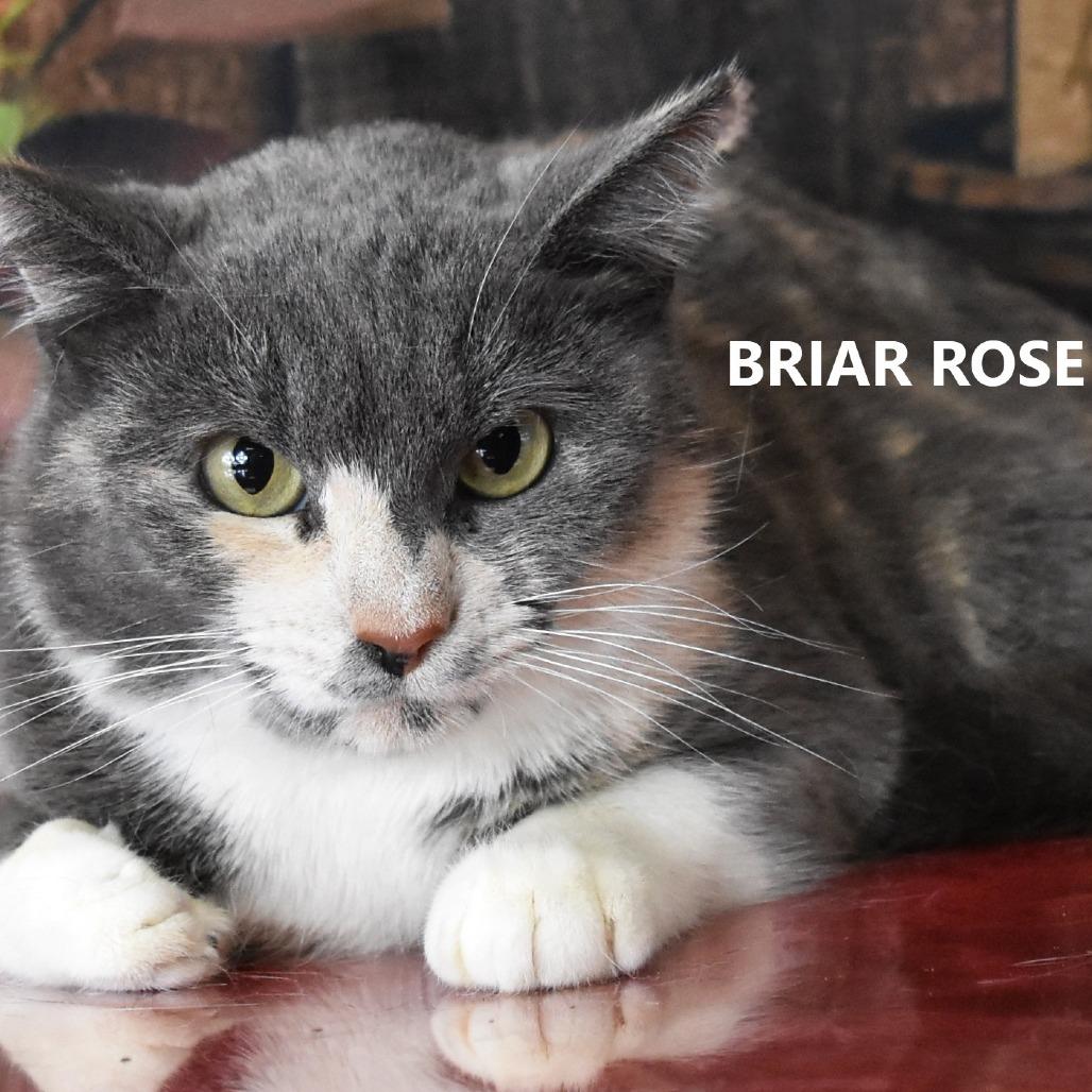 Enlarge Briar Rose, a Adoptable Domestic Short Hair in Yuma, AZ image 3/6