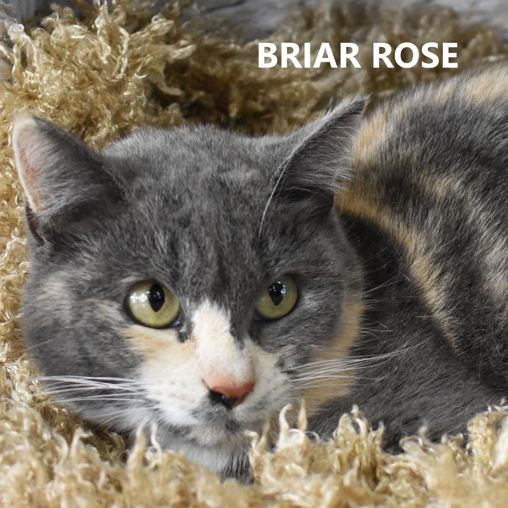 Enlarge Briar Rose, a Adoptable Domestic Short Hair in Yuma, AZ image 4/6
