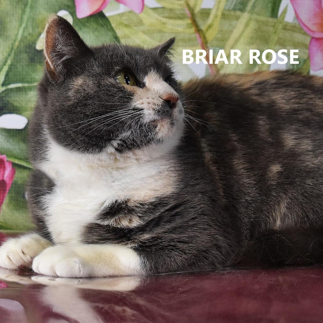 Enlarge Briar Rose, a Adoptable Domestic Short Hair in Yuma, AZ image 5/6