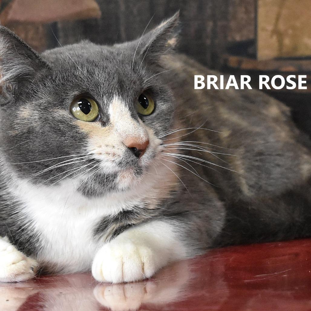 Enlarge Briar Rose, a Adoptable Domestic Short Hair in Yuma, AZ image 6/6