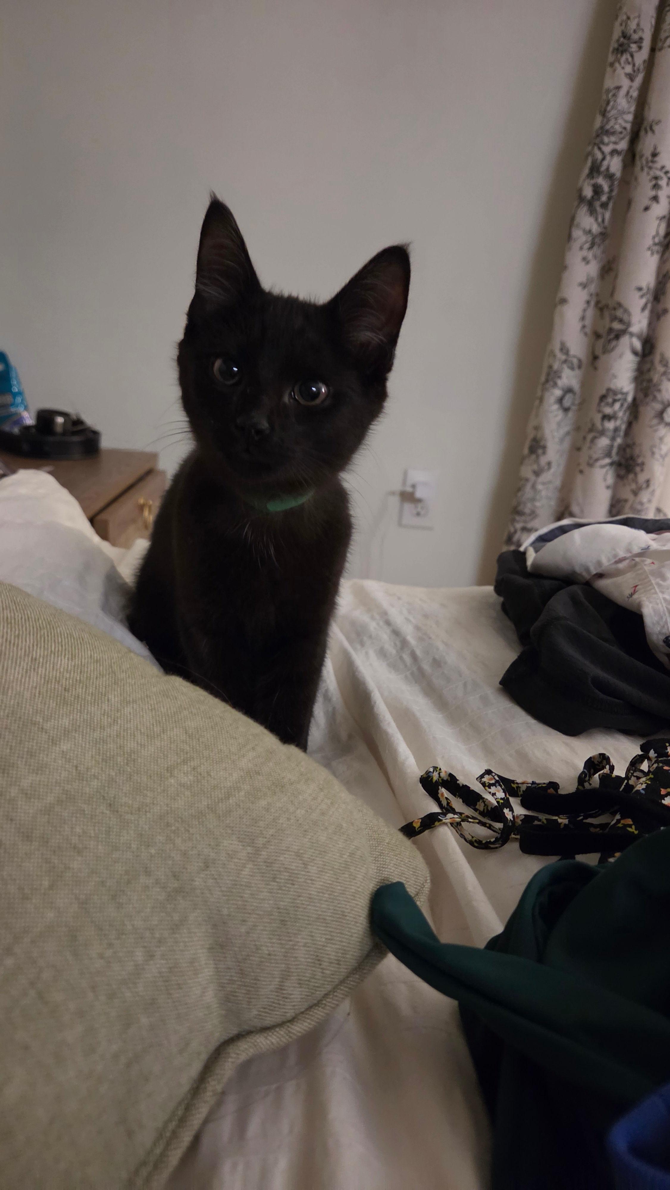 Enlarge Blue, a ADOPTABLE Domestic Short Hair in Melrose, MA image 5/6