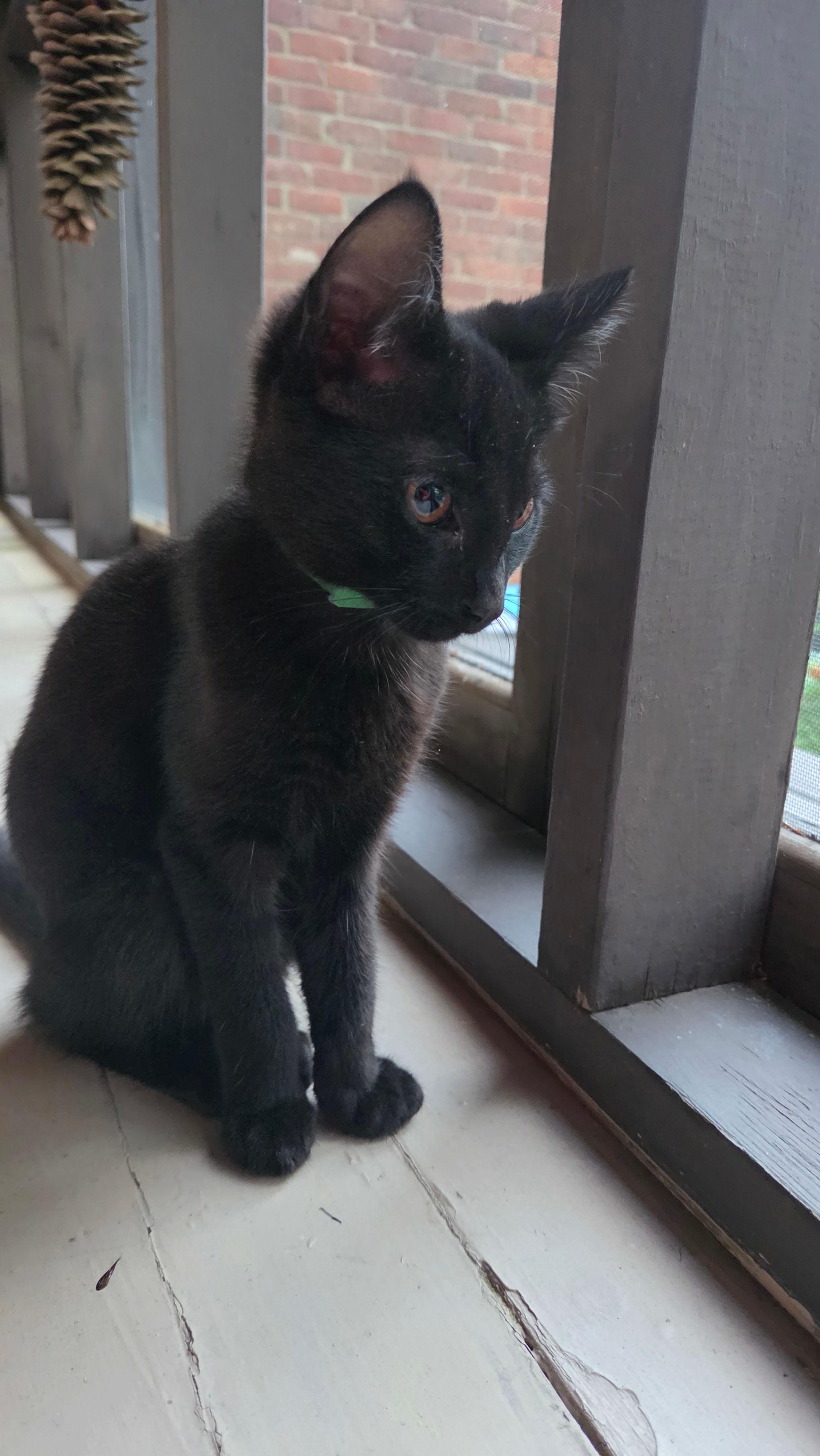 Enlarge Blue, a ADOPTABLE Domestic Short Hair in Melrose, MA image 4/6