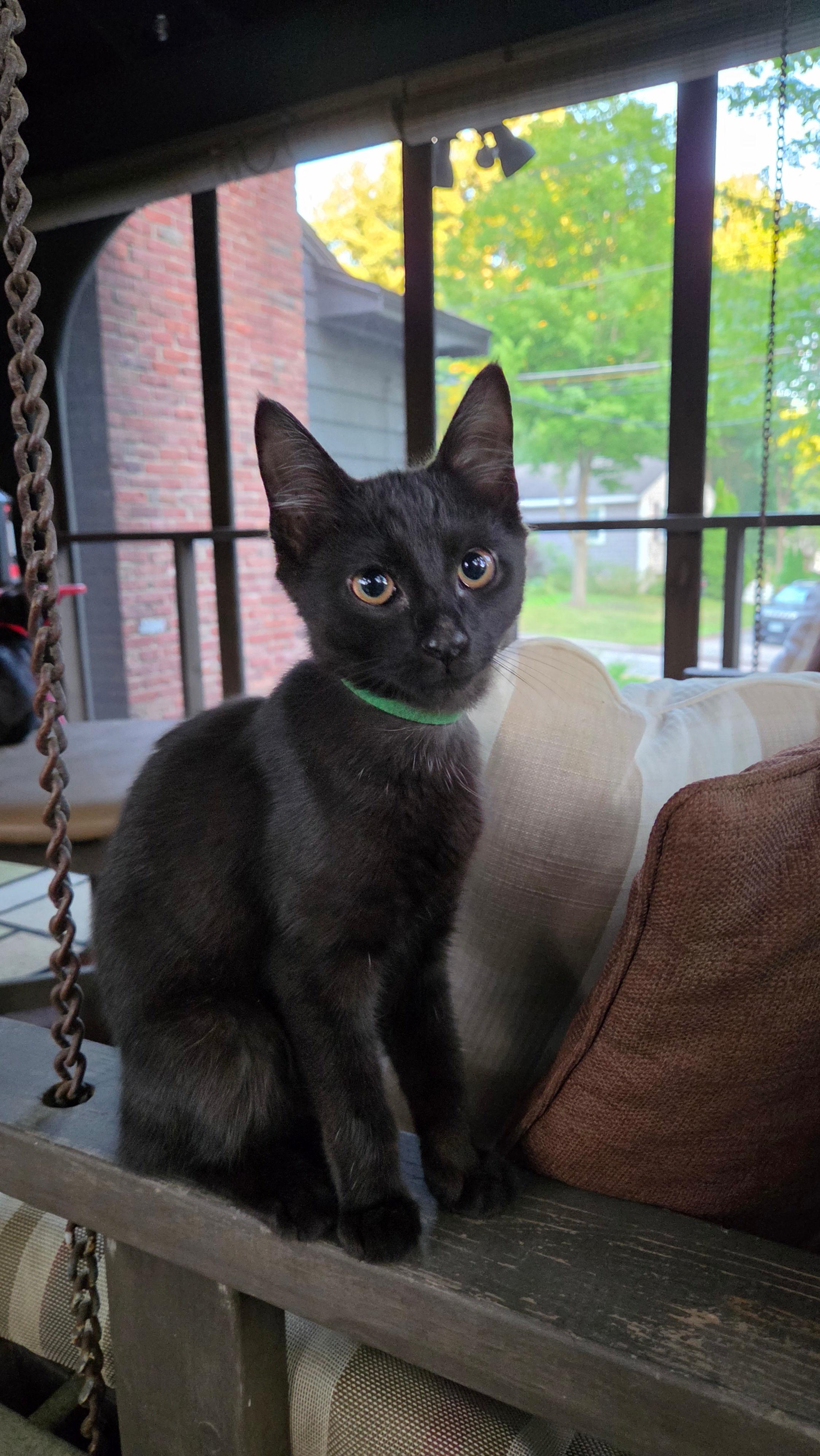 Blue, ADOPTABLE, Kitten Male Domestic Short Hair.