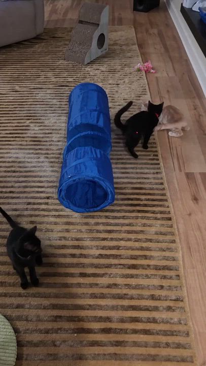 Enlarge Blue, a ADOPTABLE Domestic Short Hair in Melrose, MA video 6/6