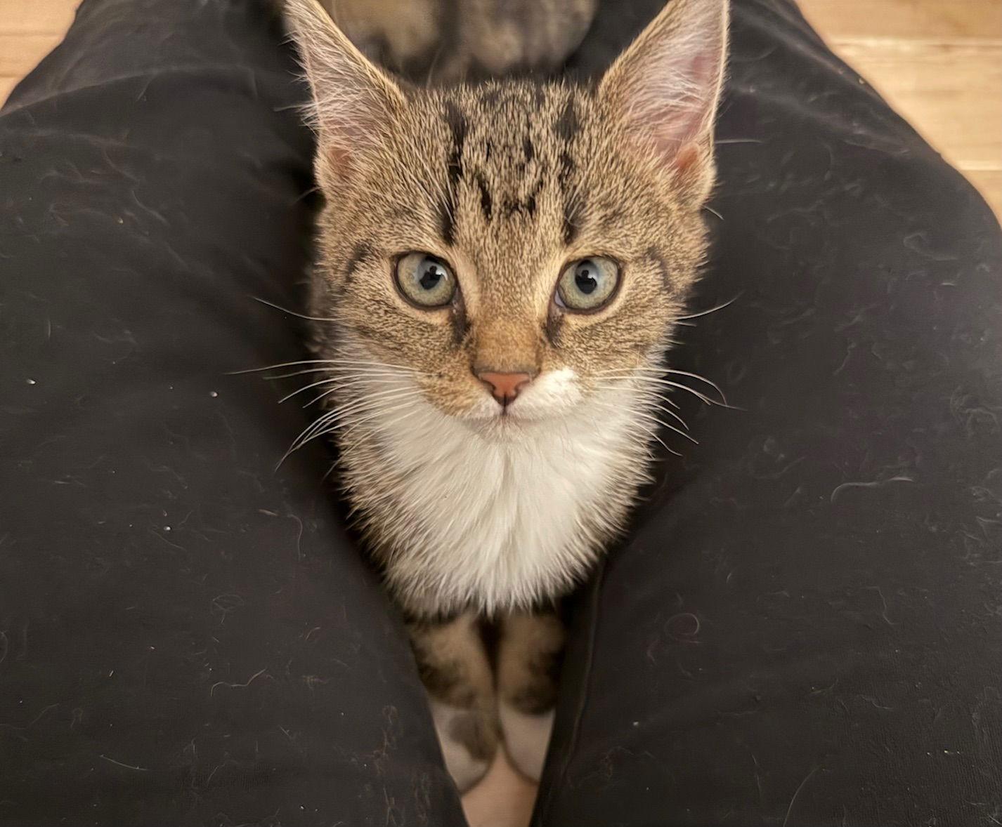 Aveline, Adoptable, Kitten Female Domestic Short Hair.