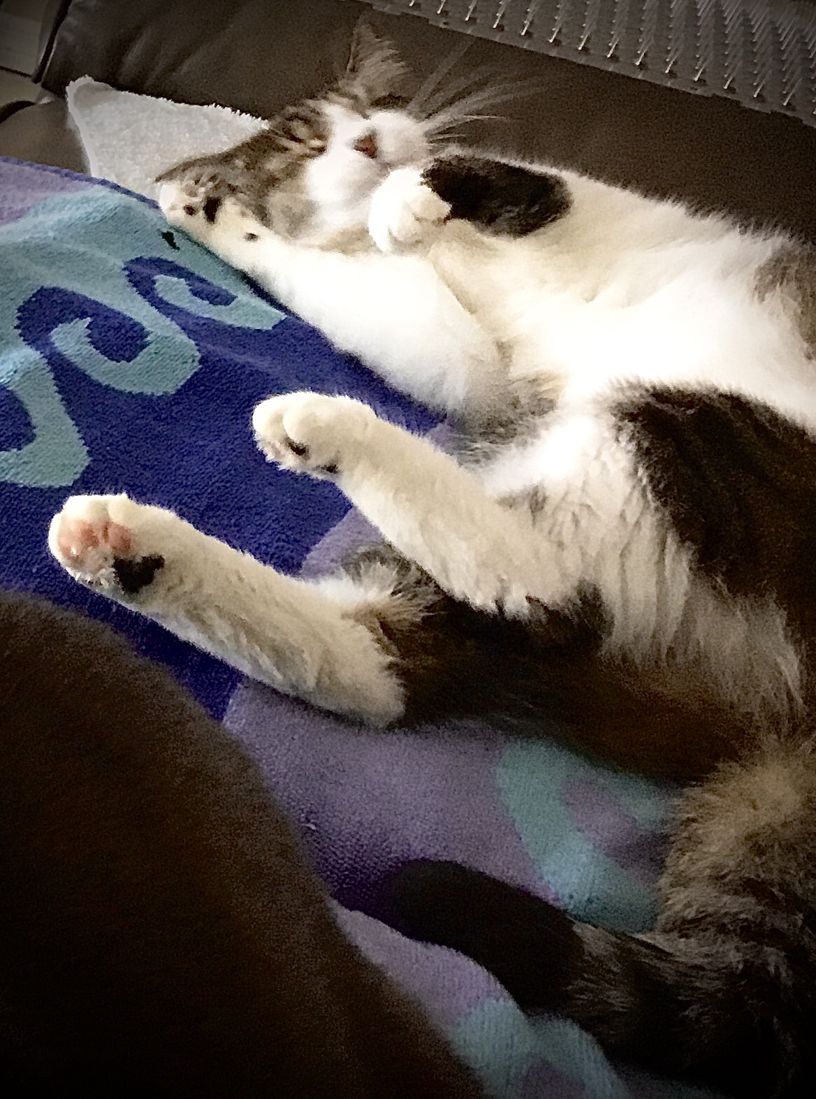 Fancy, Adopted, Adult Female Tabby.