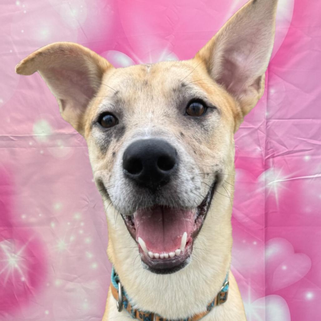 Huckleberry, Adoptable, Adult Male Shepherd & Mixed Breed.