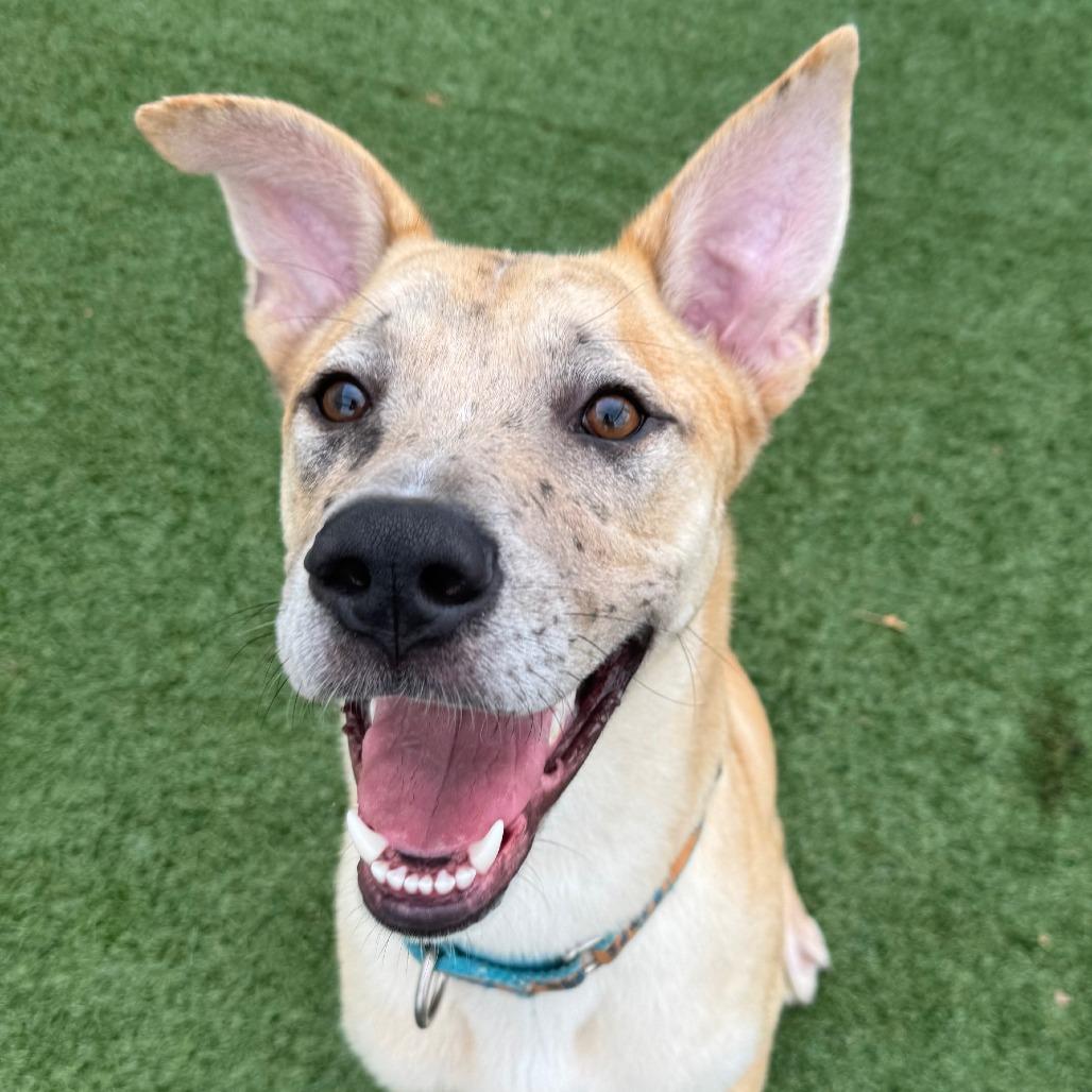 Huckleberry, Adoptable, Adult Male Shepherd & Mixed Breed.