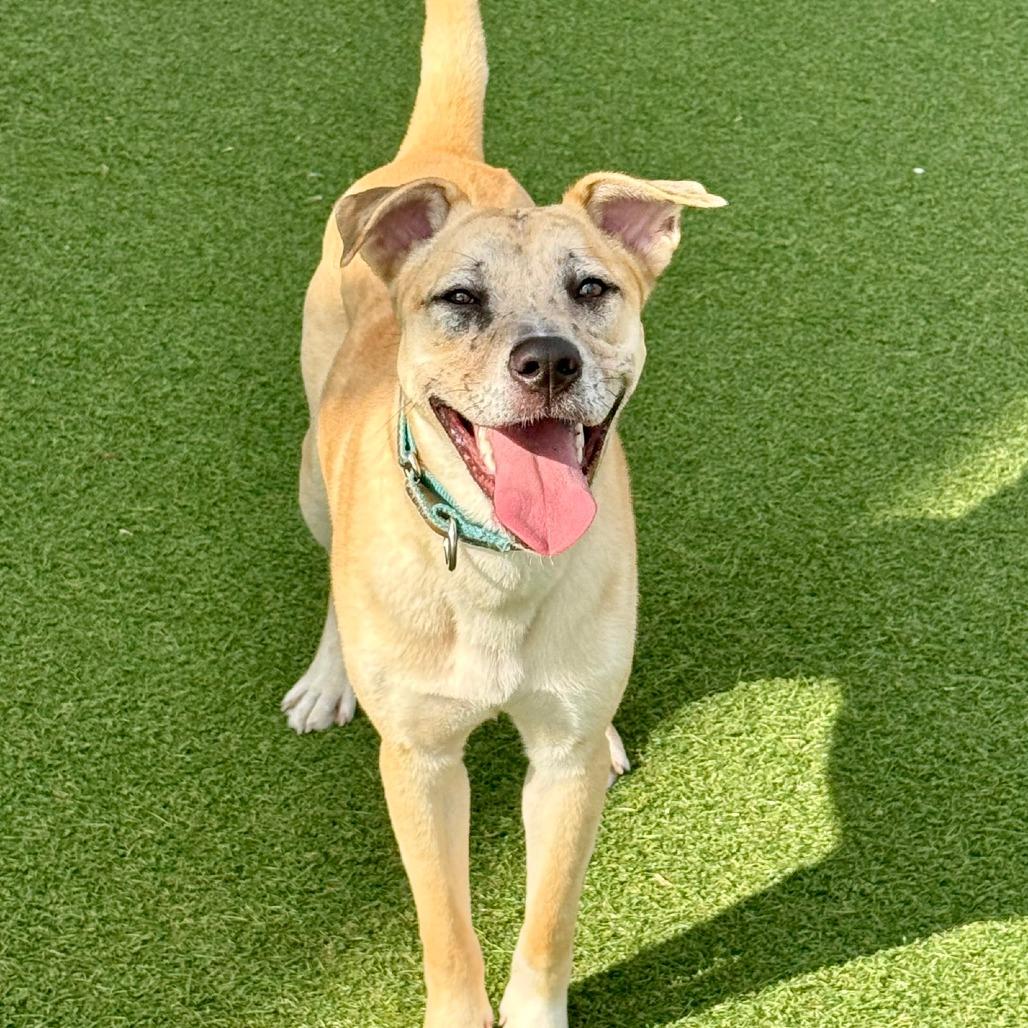 Enlarge Huckleberry, a Adoptable mixed breed in Houston, TX image 2/6