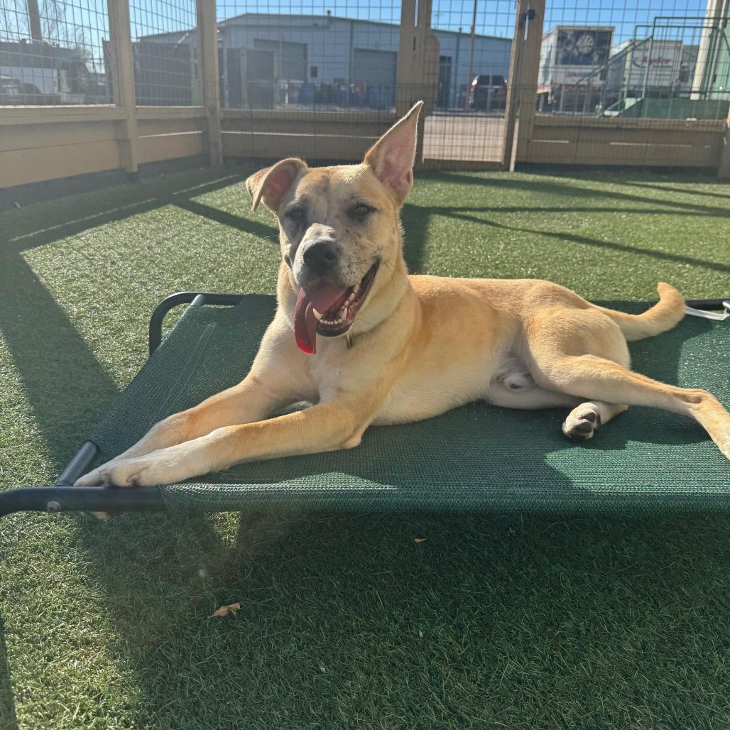 Enlarge Huckleberry, a Adoptable mixed breed in Houston, TX image 4/6