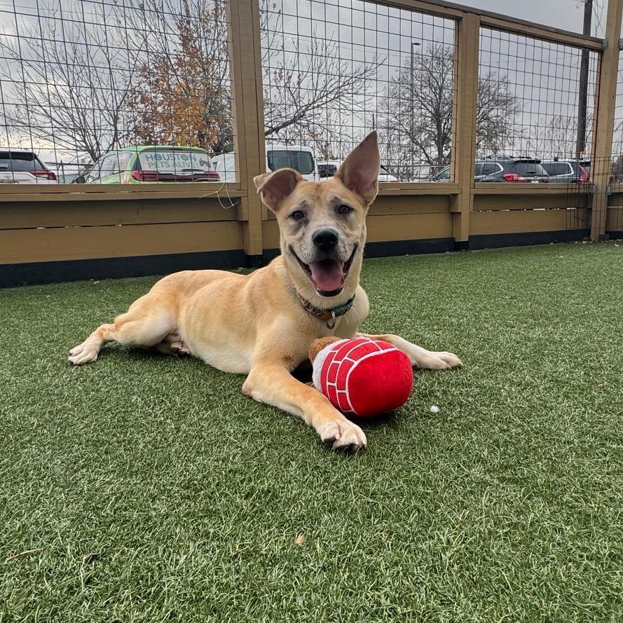 Enlarge Huckleberry, a Adoptable mixed breed in Houston, TX image 6/6