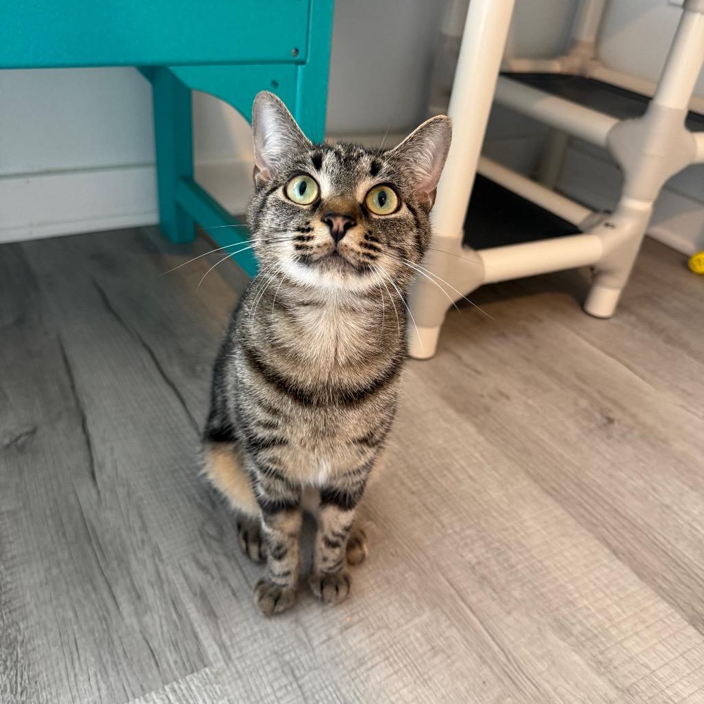 Taquito, Adoptable, Young Female Domestic Short Hair.