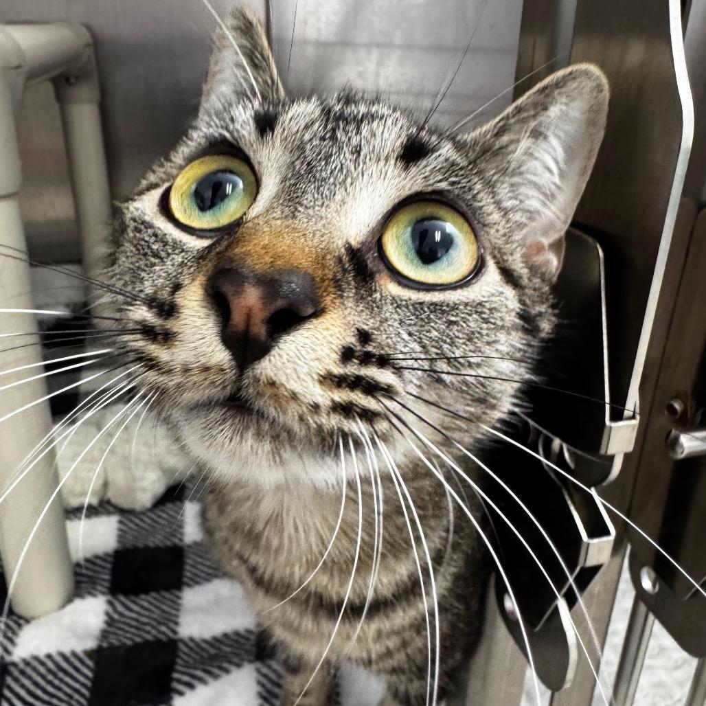 Enlarge Taquito, a Adoptable Domestic Short Hair in Arden, NC image 2/3