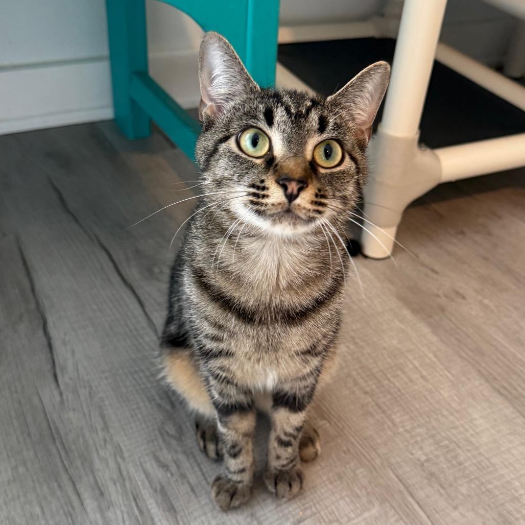 Enlarge Taquito, a Adoptable Domestic Short Hair in Arden, NC image 3/3