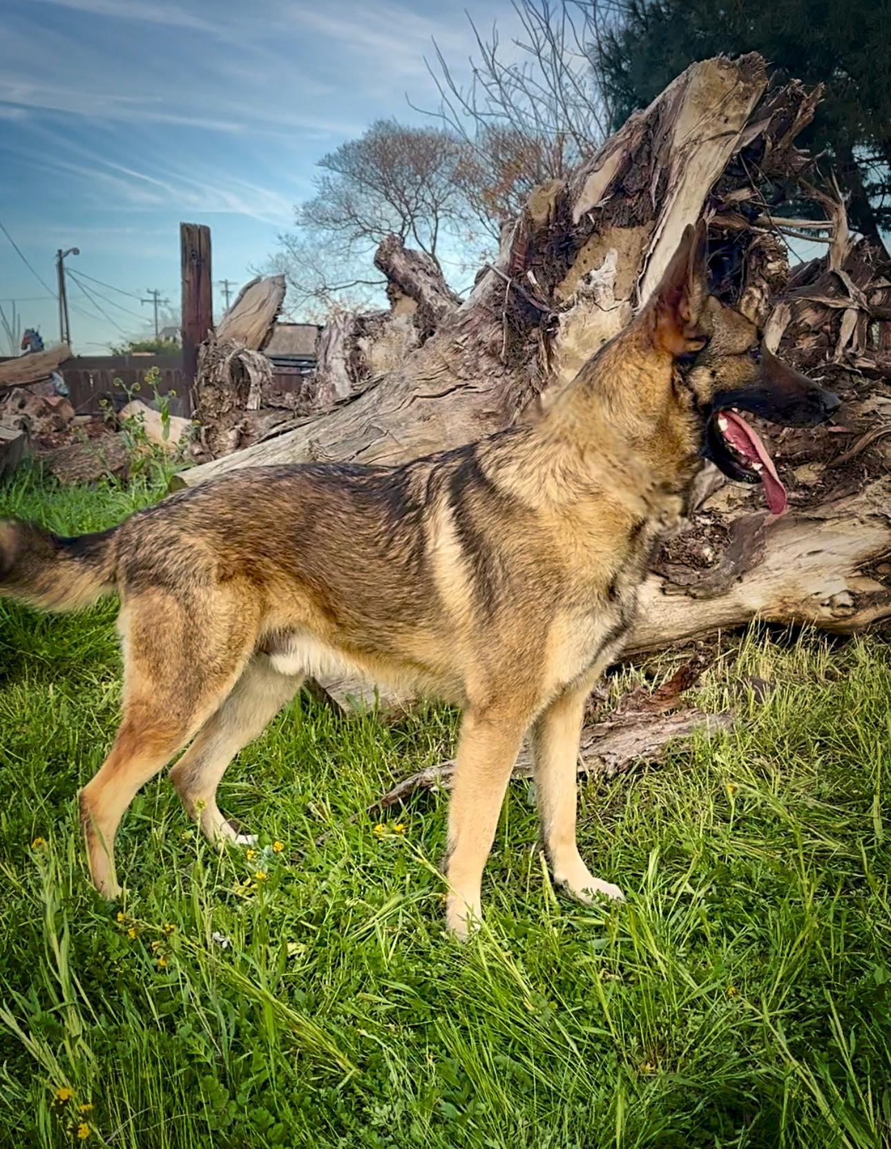 Loki, a Adoptable mixed breed in Modesto , CA image 2/3