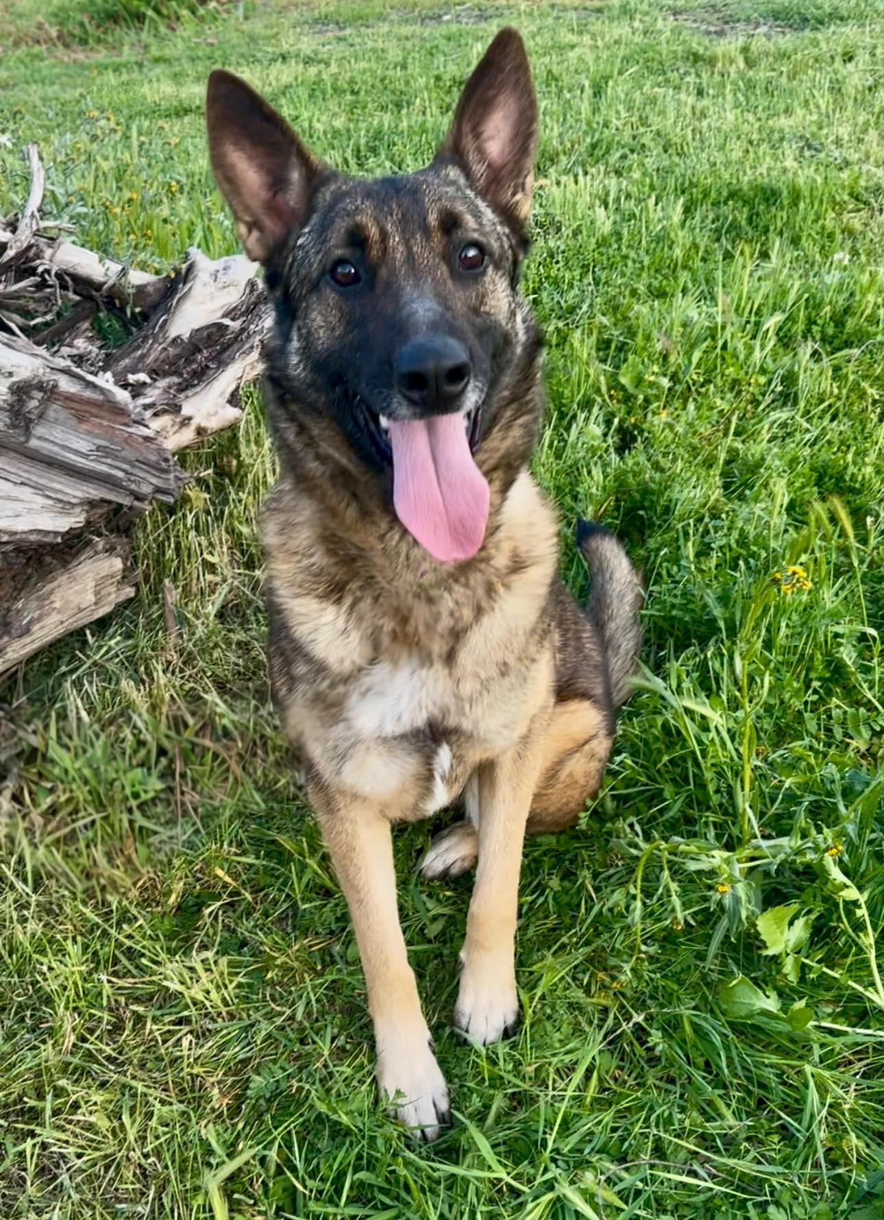 Loki, a Adoptable mixed breed in Modesto , CA image 1/3