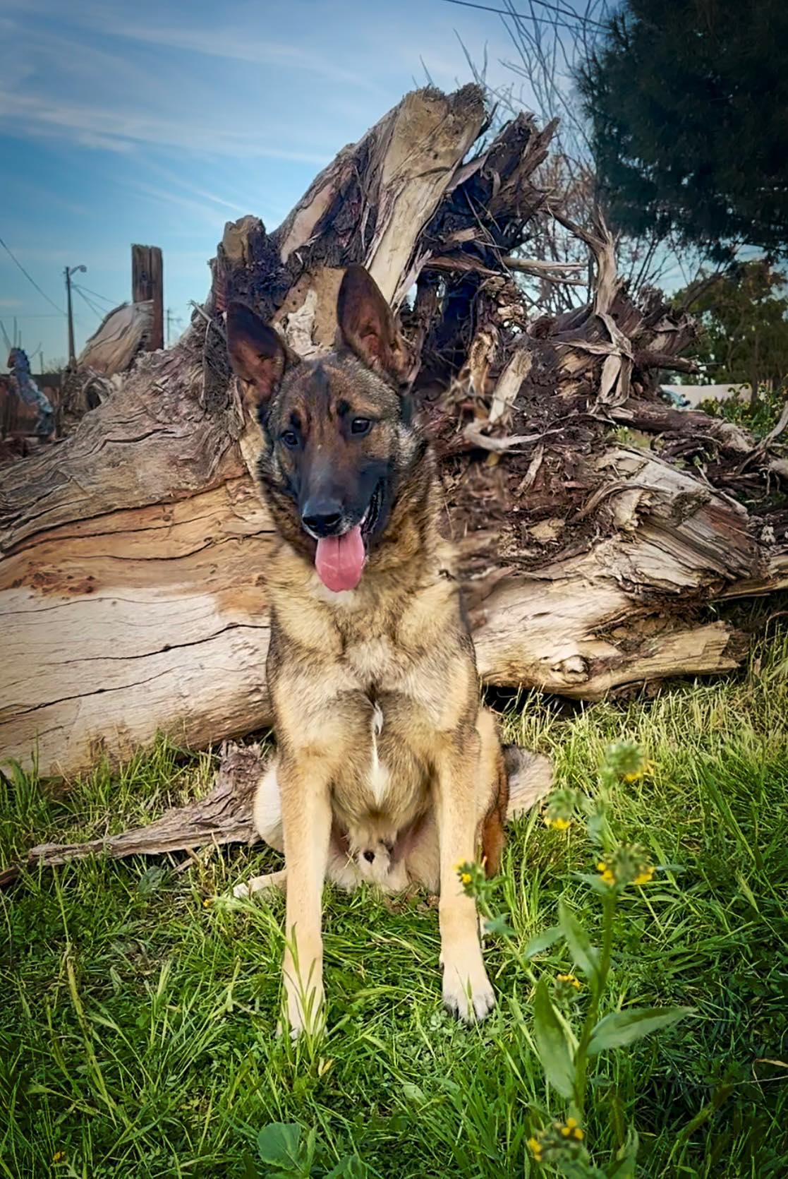 Loki, a Adoptable mixed breed in Modesto , CA image 3/3