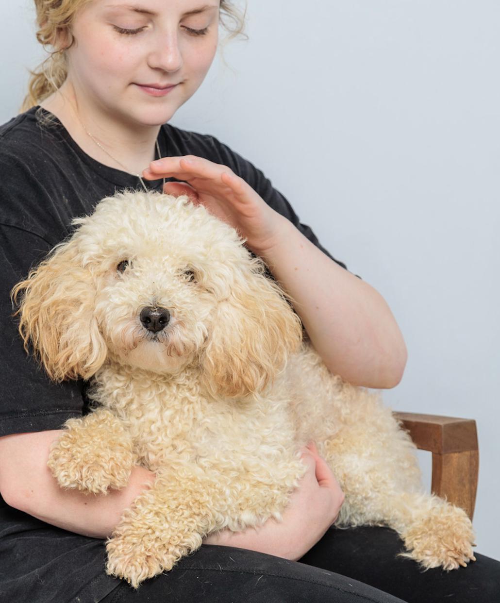 Chester, Adoptable, Puppy Male Bichon Frise.