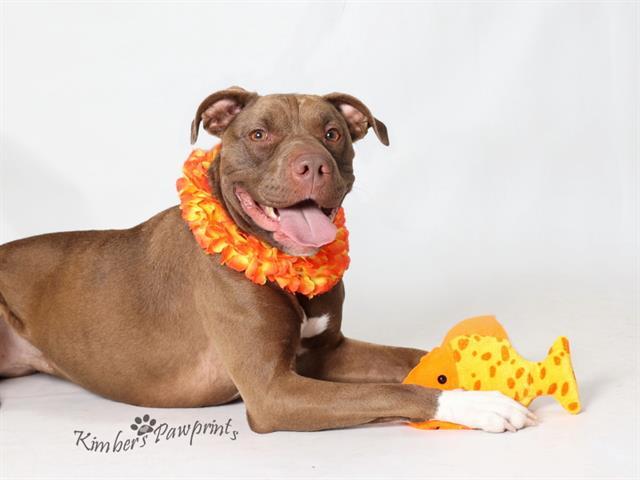 Enlarge CRUNCH, a Adoptable mixed breed in Omaha, NE image 1/1