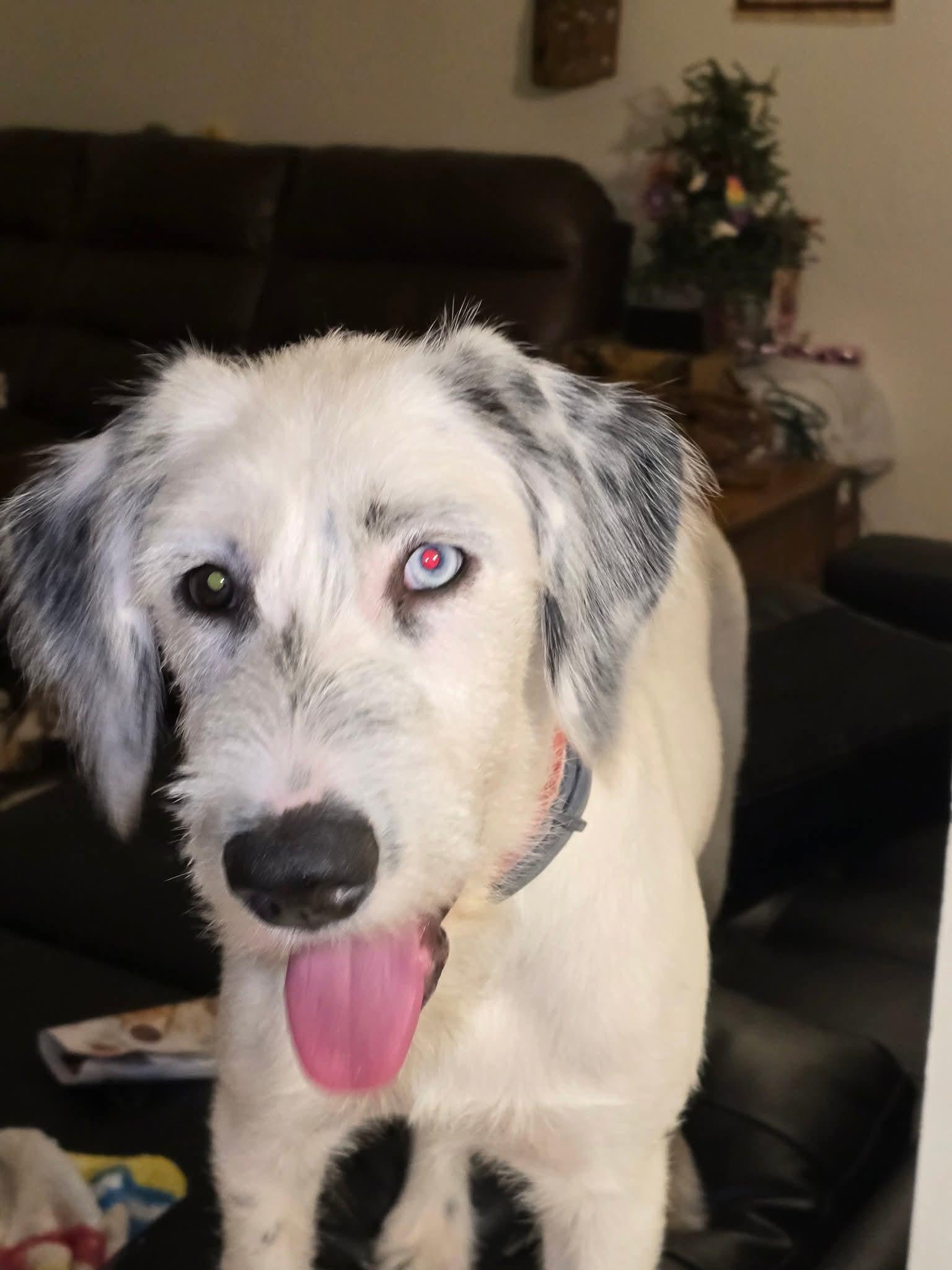 Mochi Cola-Pensacola, FL, Adoptable, Puppy Female Dalmatian & Old English Sheepdog.