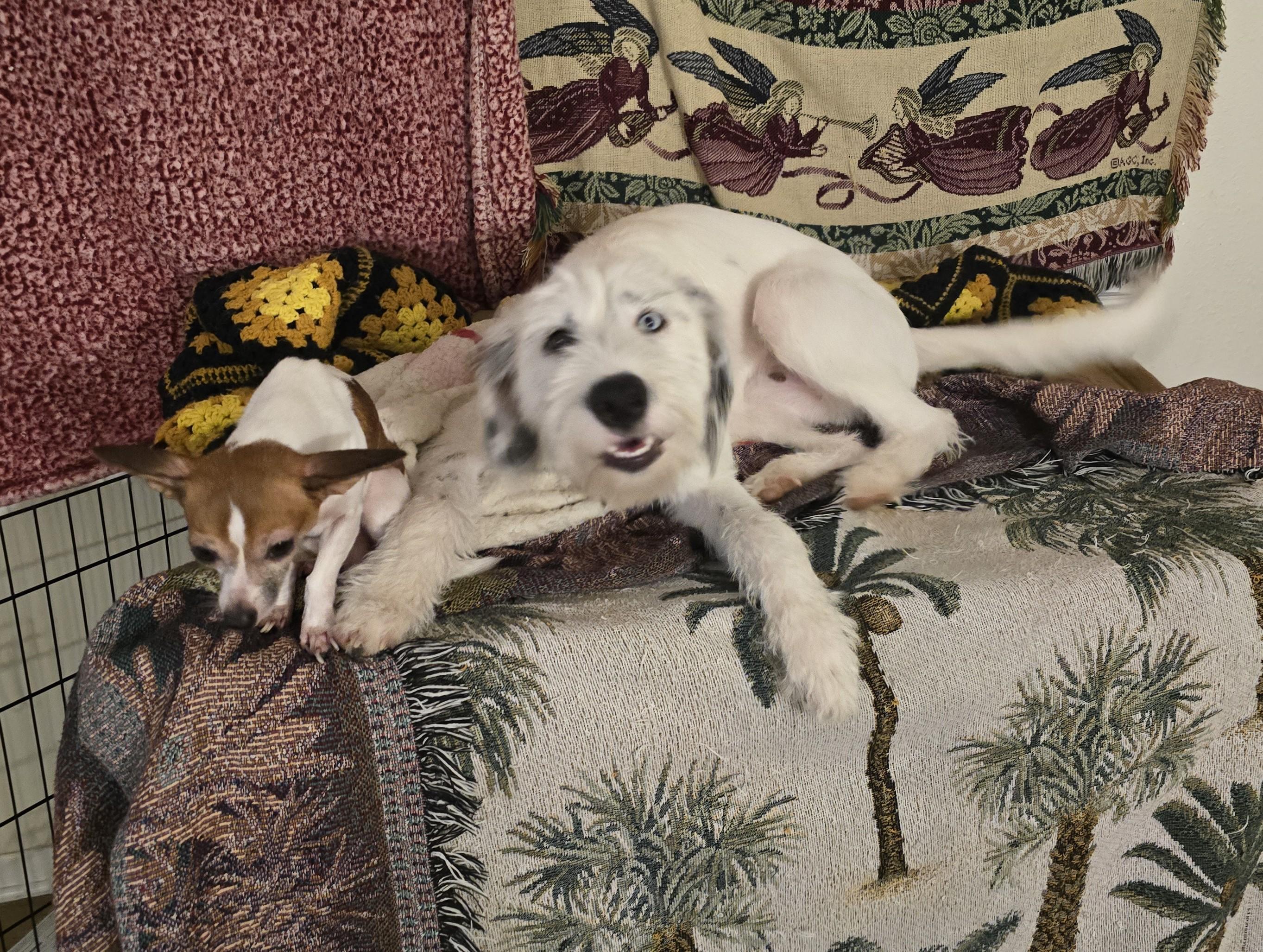 Mochi Cola-Pensacola, FL, a Adoptable mixed breed in Pensacola, FL image 3/6