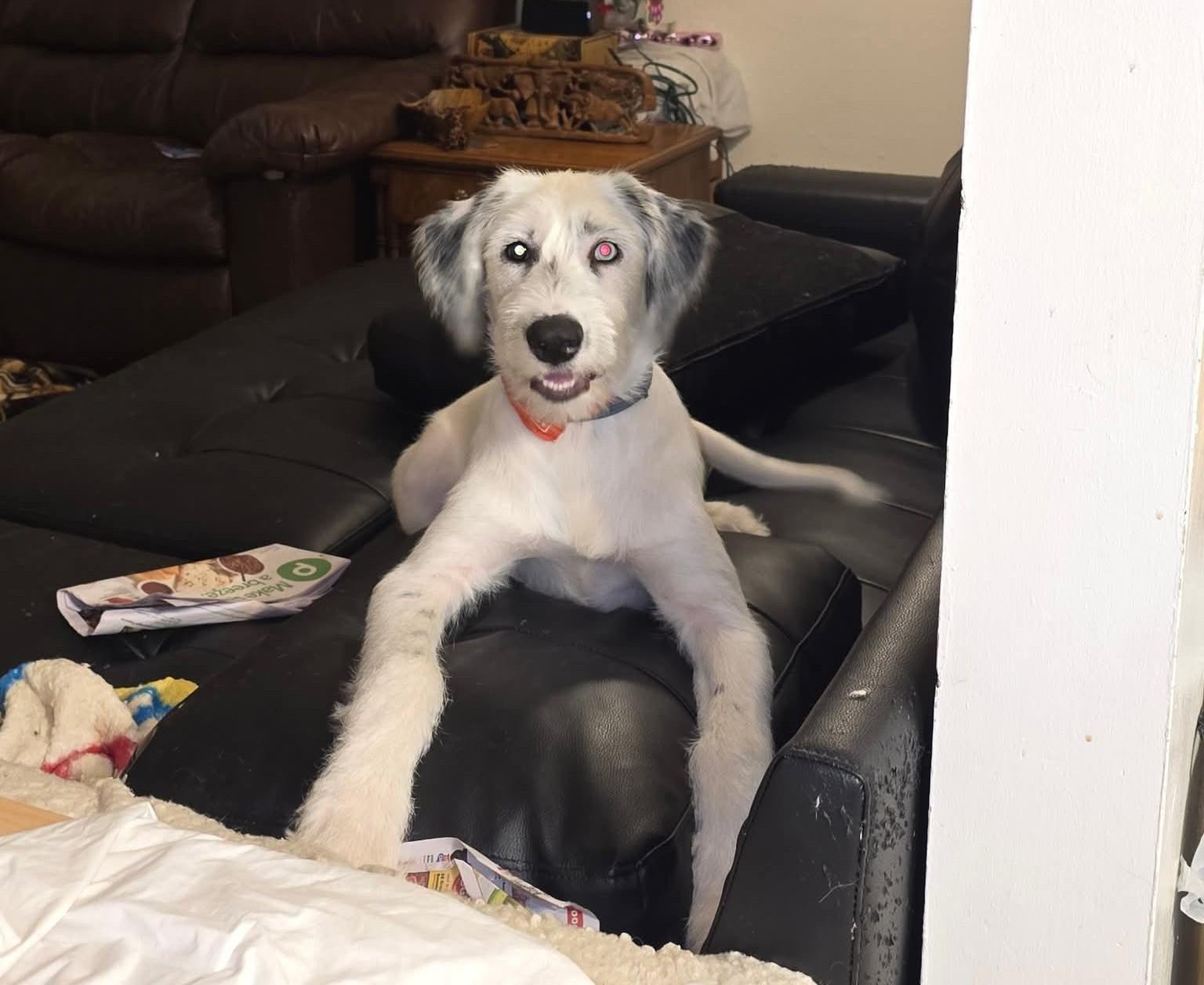 Mochi Cola-Pensacola, FL, a Adoptable mixed breed in Pensacola, FL image 4/6