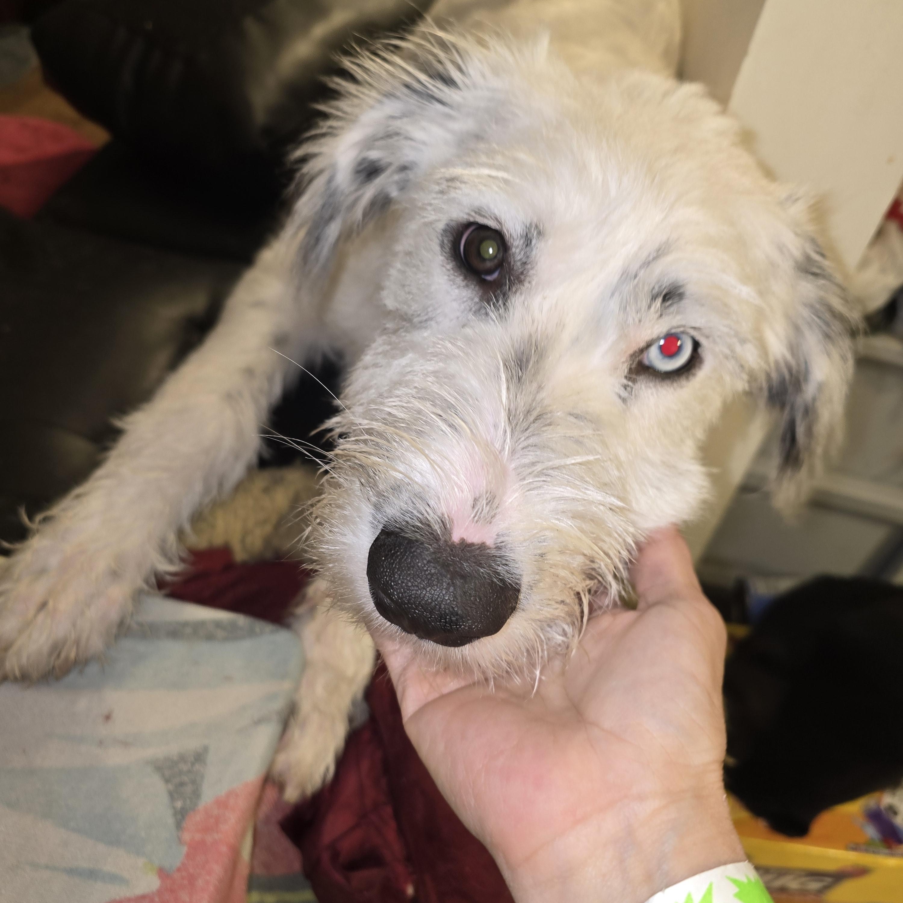 Mochi Cola-Pensacola, FL, a Adoptable mixed breed in Pensacola, FL image 5/6