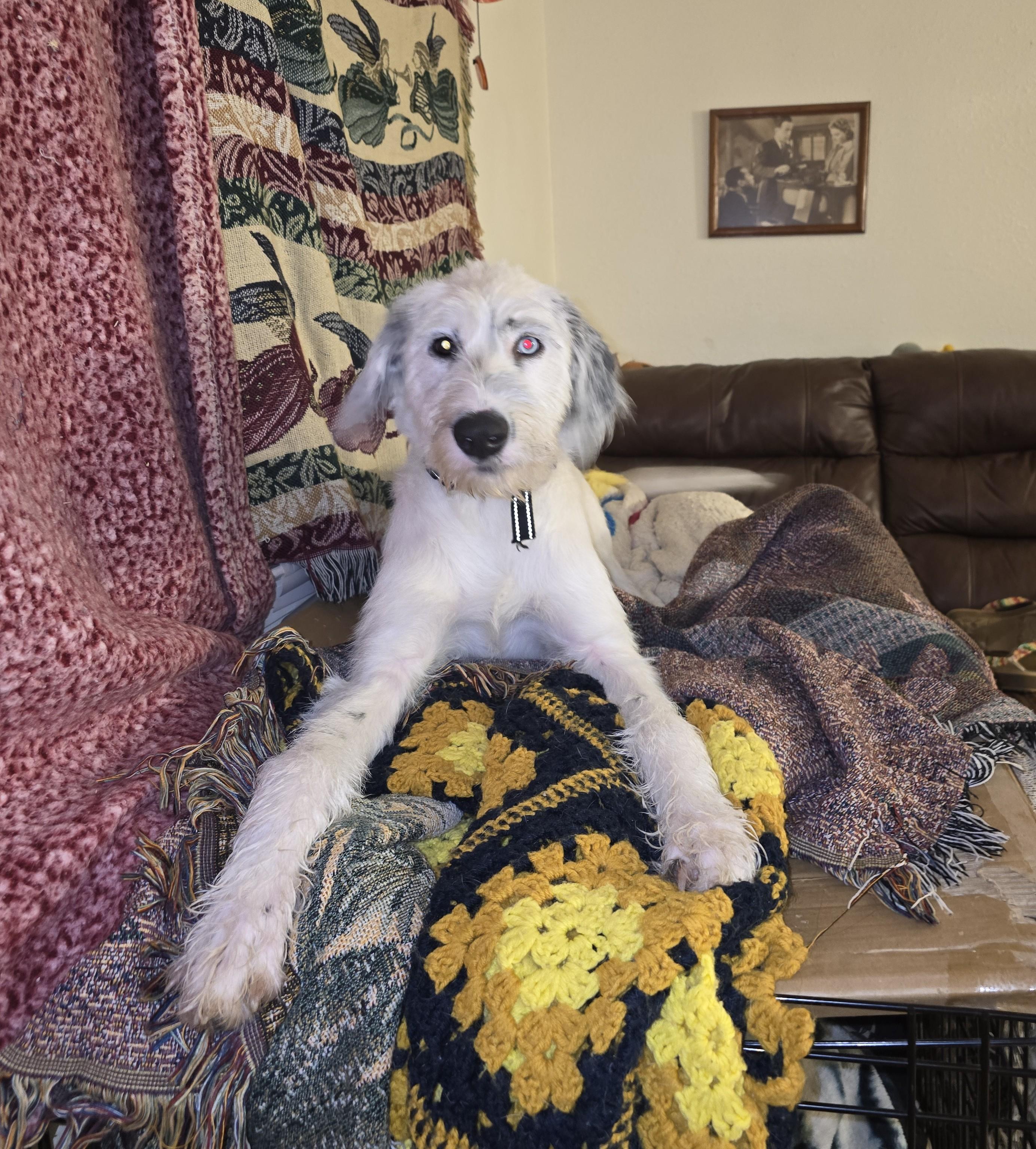 Mochi Cola-Pensacola, FL, a Adoptable mixed breed in Pensacola, FL image 6/6