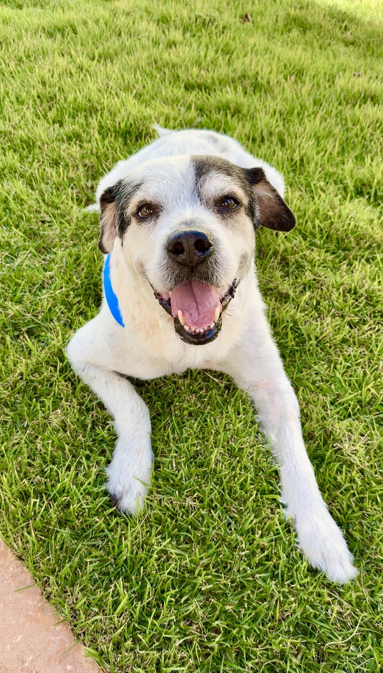Enlarge Milo - Scruffy, Sweet, Smart boy *LOW ADOPTION FEE*, a Adoptable mixed breed in Boston, MA image 6/6