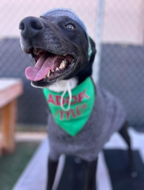 Shadow, Adoptable, Adult Male Labrador Retriever & Mixed Breed.