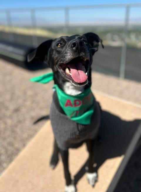 Shadow, a Adoptable mixed breed in Fruit Heights, UT image 2/6