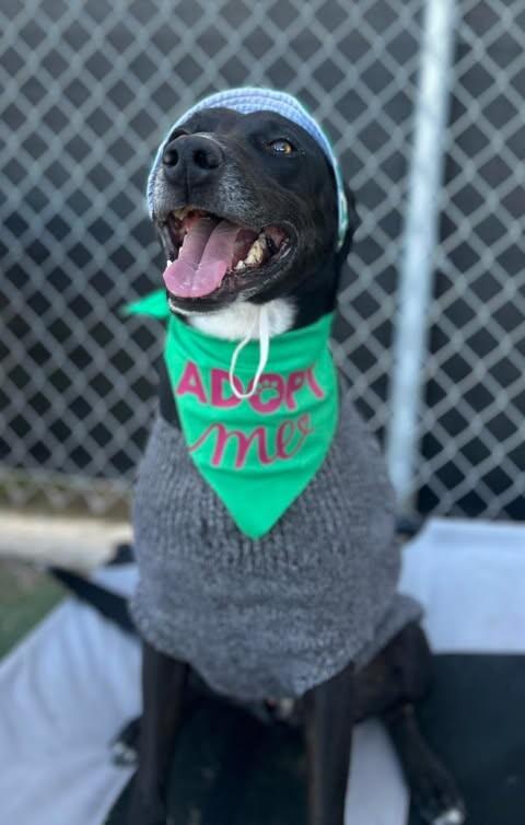 Shadow, a Adoptable mixed breed in Fruit Heights, UT image 3/6