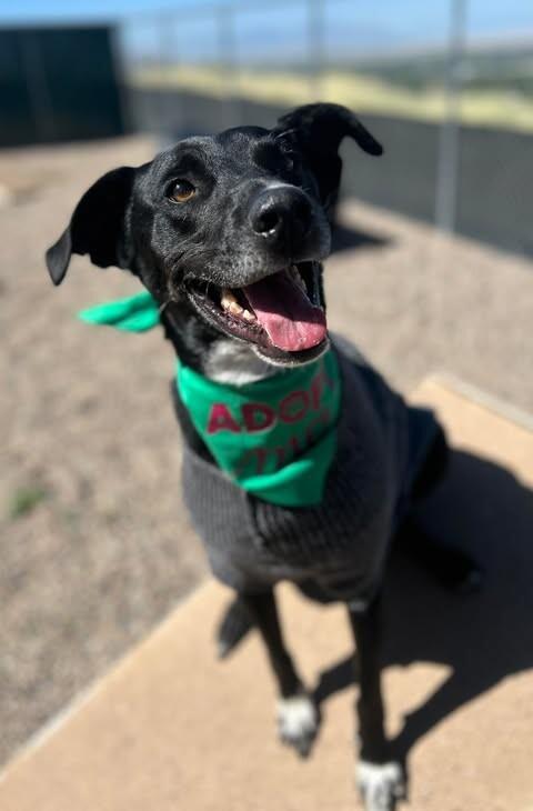 Shadow, a Adoptable mixed breed in Fruit Heights, UT image 4/6