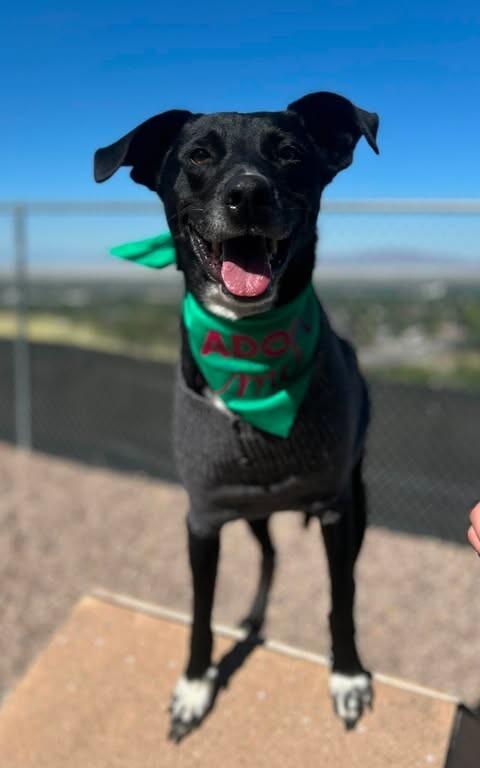Shadow, a Adoptable mixed breed in Fruit Heights, UT image 5/6