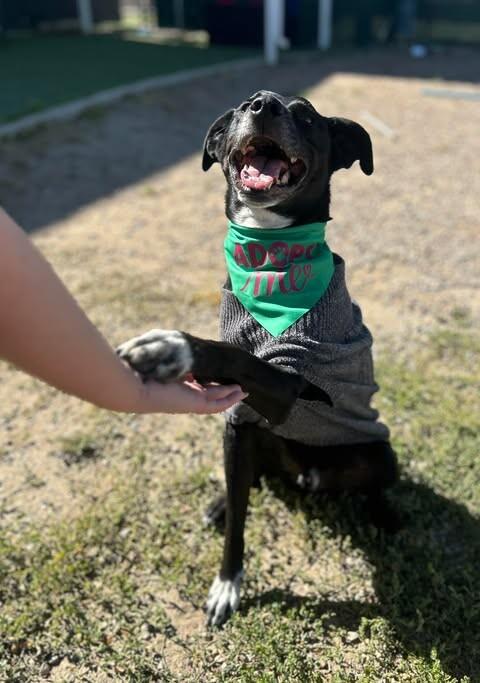Shadow, a Adoptable mixed breed in Fruit Heights, UT image 6/6
