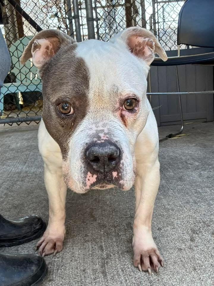 Adele, adopted, Senior Female Pit Bull Terrier.