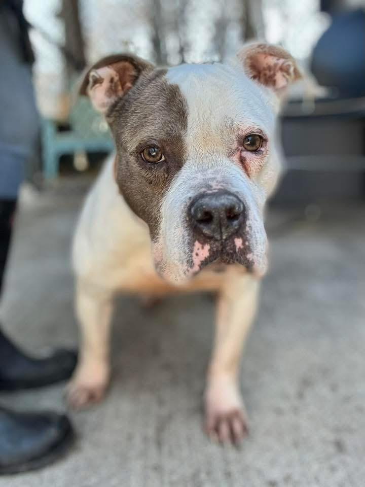 Enlarge Adele, an adopted Pit Bull Terrier in Chicago, IL image 2/5