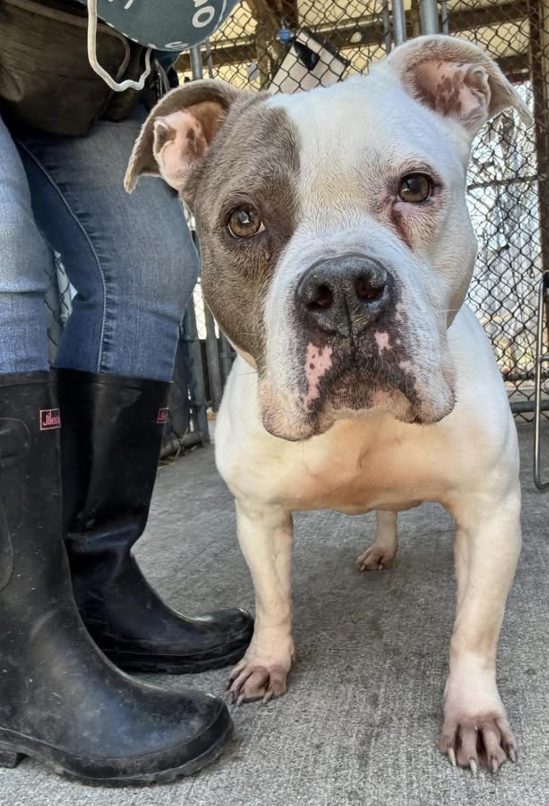 Enlarge Adele, an adopted Pit Bull Terrier in Chicago, IL image 3/5