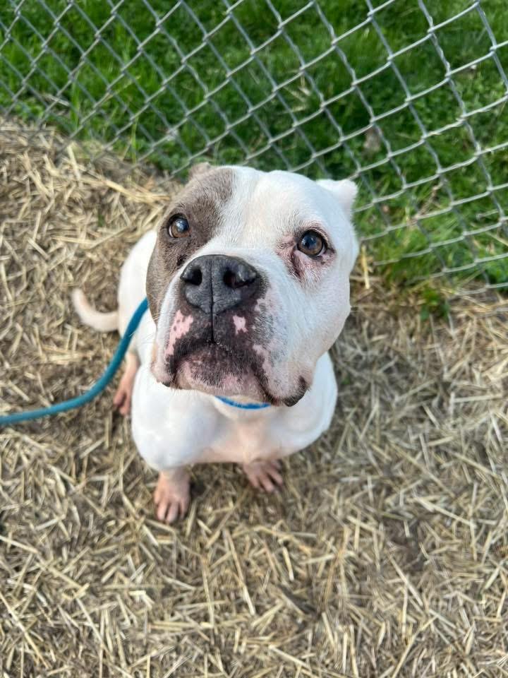 Enlarge Adele, an adopted Pit Bull Terrier in Chicago, IL image 4/5