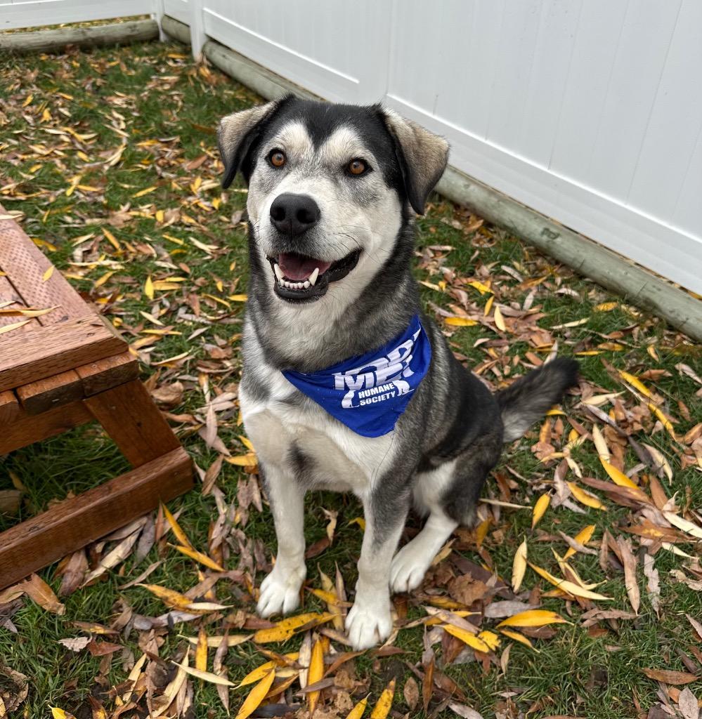 Koda, Adoptable, Adult Male Labrador Retriever & Husky.