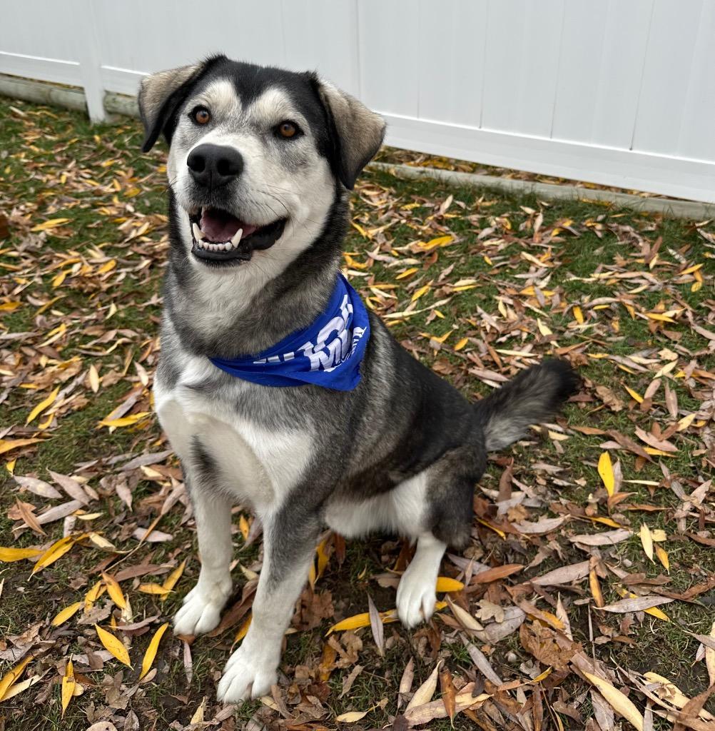 Koda, a Adoptable mixed breed in Logan, UT image 2/2