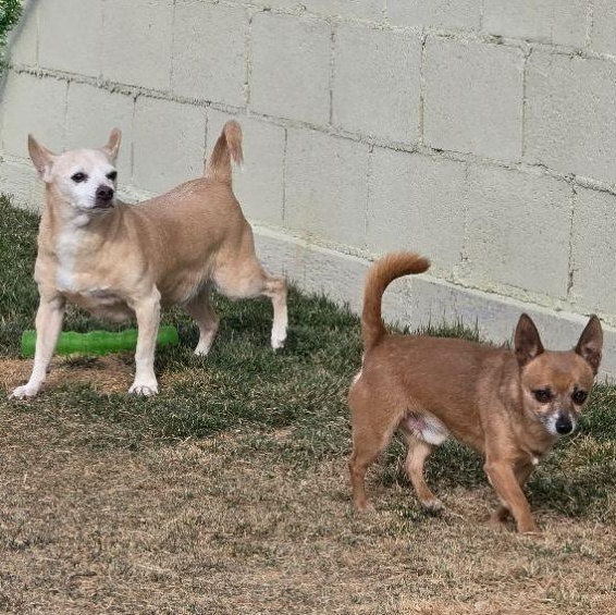 Enlarge Willie & Aaron, a ADOPTABLE Chihuahua in Springerville, AZ image 1/1