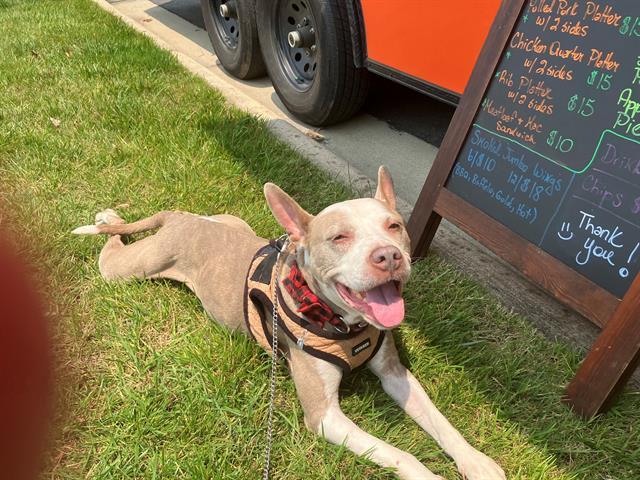 NANCY, Adoptable, Adult Female Pit Bull Terrier.